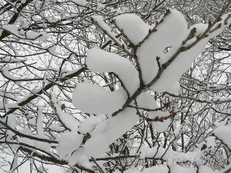 Snow, Blackheath P1070041.JPG